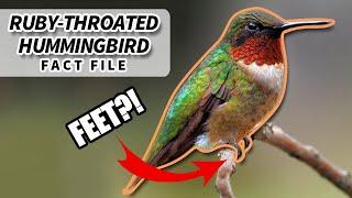 Ruby-throated Hummingbird Facts: they have FEET! | Animal Fact Files