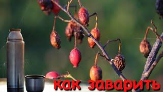 Как заваривать шиповник в термосе