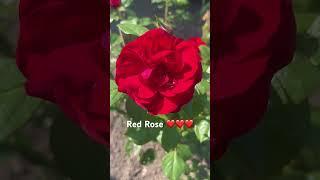 Red rose #short #viral #video #red #rose #beautiful #flowers #summer #2023 #love #laniwonderwoman