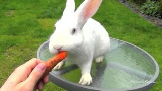 New Zealand White Bunny Rabbit Eating Carrot