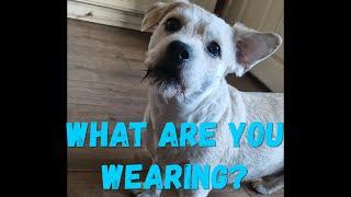 My Dog likes to comment on my Fashion Sense