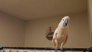 Cockatoo Shower Conversation 