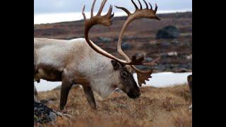 Fly out Hunting caribou and fishing lake trout in the fall in alaska