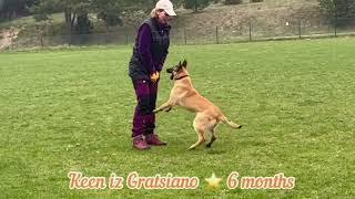 Keen iz Gratsiano /// malinois 6 months /// IGP dog training /// obedience