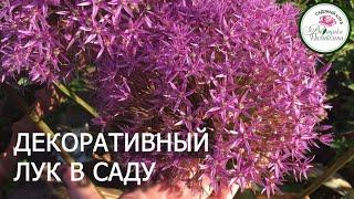 ДЕКОРАТИВНЫЙ ЛУК В САДУ