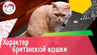 4 черты характера британской короткошёрстной кошки