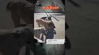 THE KING ASSASINATION - #alpha #petstory #doglife #alphadogs #doglove #dogshorts #dogvideos