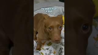 He didn’t trust a soul #shorts