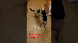 Smart dog vs smart cat #shorts