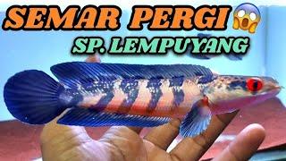 Akhirnya‼️SEMAR si channa maru Sp. Lempuyang Pergi Jauh⁉️Update semua koleksi channa