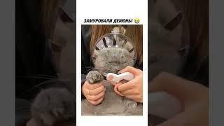 Удобный шлем для стрижки когтей #Tik Tok #Shorts #Тик Ток #ПриколКоты #Catstiktok