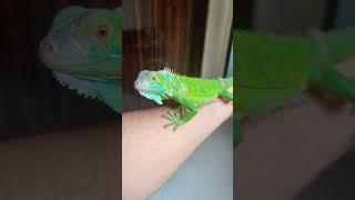 #viral #shorts #love #new #friends #iguana #pets #youtubeshorts #youtube #trend #video #trending