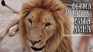 Благоустройство "Ишачка". Львы. ВИТЯ, ДИНА  и павлины. Life of #lions​ #animals