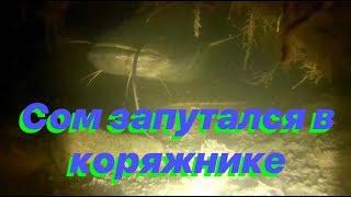 Подводная охота на сома. Сом запутался в корягах. Подводная охота в Башкирии. Река Белая.