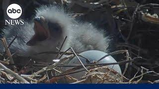 Bald eagle nest cam captures live hatch in California