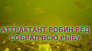 Этот АТТРАКТАНТ собрал всю РЫБУ. САМОДЕЛЬНЫЙ РОБИН РЕД. ПОДВОДНАЯ Съемка