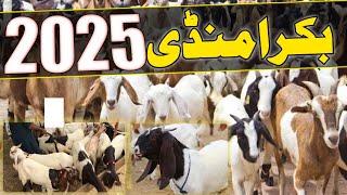 bakra mandi karachi 2025 |  mandi latest update 2025@Rizwan3.0