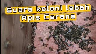 SUARA KOLONI LEBAH APIS CERANA