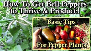 The Keys to Growing Thriving Prolific Bell Pepper Plants in Your Garden: They Love Loose Soil!