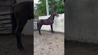 #horse WhatsApp +79277214909 СТАТУЯ #kokboru #продажалошадей #лошади