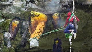 How To Harvest Fresh Honey With Bare Hands On Scary Cliffs