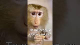 До слез #бибизяны #обезьяна #бибизяна #monkey #брадки #прикол #пон #манки #юмор #монке