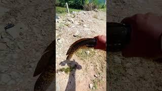 modified Double spoon frog fishing #shorts #fishing #viral #shortsfeed#snakehead #catfish