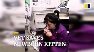 Vet saves newborn kitten with mouth-to-mouth respiration in China