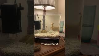 Triops, from the Triassic till now #triops
