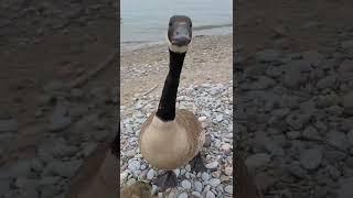 Baby Canada Geese Swarm