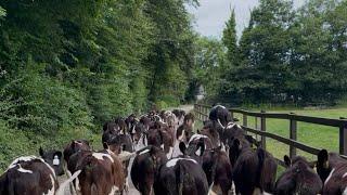 Dowsing calves! Things aren’t looking good… are we going to run out of grass