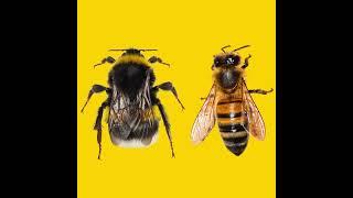 Bumblebee vs Honeybee