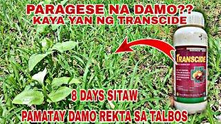 PARAGESE NA DAMO || PAMATAY DAMO REKTA SA SITAW ||  8 DAYS SITAW