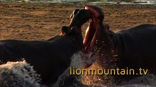 Unleash your WiLD side with Lion Mountain TV 