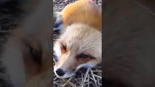 #fox #foxvideo