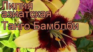 Лилия азиатская (lilium asiatic hybrid bumblebee)  лилия обзор: как сажать луковицы лилии