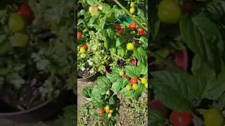 Our new garden started to produce 
