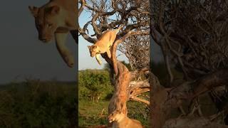 lions female
