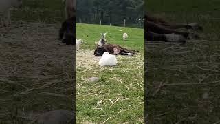 #lgd entertains #babygoats #livestockguardiandog #anatolianshepherddog #maremma #kevin #truelove