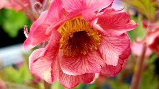 Geum Tempo™ Rose (Avens)