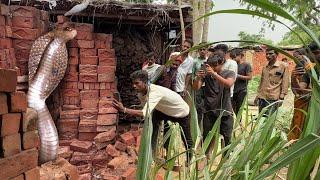 जहरीले कोबरा का खतरनाक अटैक, फिर कैसे रेस्क्यू किया ! Specticled Cobra Snake Rescue in Village Area