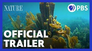 Treasure of the Caribbean | Official Trailer | NATURE | PBS