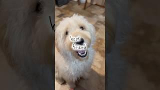 If You See This, Know You're My Best Friend. #dog #puppy