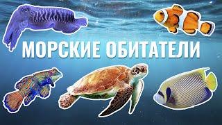 Морские обитатели | Жители морей и океанов для детей | Умняха