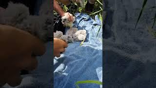 Kestrel Chicks Being Checked by a Yorkshire RSPB Officer