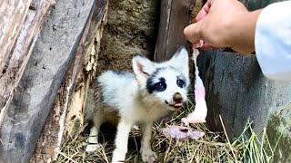 While mom was away, the little fox hid meat for her and his sister. Truly the most adorable fox. 