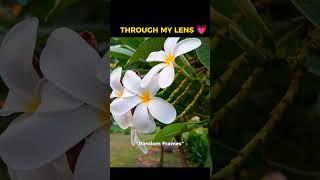 Random frames through my lens#mydigitaldiary