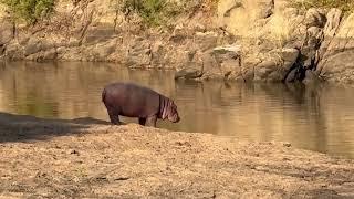 Junggle Safari Africa #safari