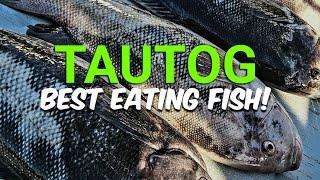 Exciting! It is Finally Tautog Season! | F-N Fishing Charters