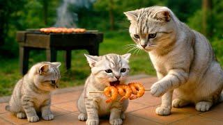 Mama Cat & Kittens Harvest Shrimps and Makes Tiger Hat For Kittens At Home